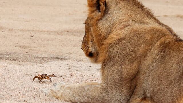 Dejó sin habla al rey de la selva: cinco leones quedan sorprendidos por el movimiento de un cangrejo