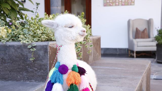 Día Nacional de la Alpaca: Símbolo de identidad cultural y textil en el Perú