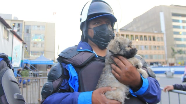 Comando Patitas de la Municipalidad de Lima rescató 50 cachorros del comercio informal [VIDEO]