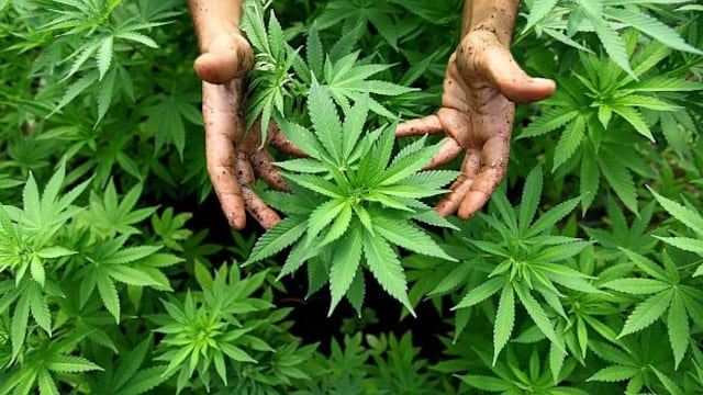 Comisión da el primer paso para el uso medicinal de Cannabis