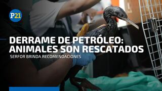 Serfor informa cuál es el estado de los animales rescatados tras el derrame de petróleo en Ventanilla