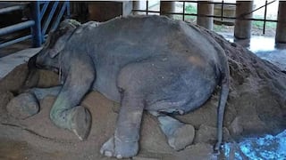 ¡Conmovedor! Elefanta fue rescatada y pudo echarse tras 80 años de trabajo forzado [VIDEO]