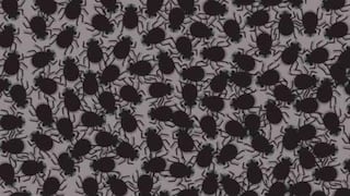 Acertijo Visual: ¿Puedes localizar las moscas en la imagen en 5 segundos?