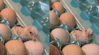 TikTok: Mujer encuentra un pollito vivo al prepararse huevos con jamón [VIDEO]