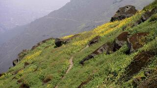 Lomas de Mangomarca: Ecosistema verde en San Juan de Lurigancho