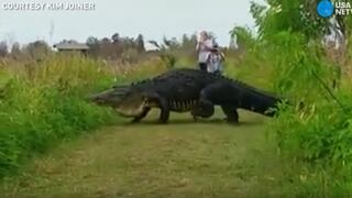 Este cocodrilo gigante es lo más cercano a un dinosaurio que verás hoy [Video]