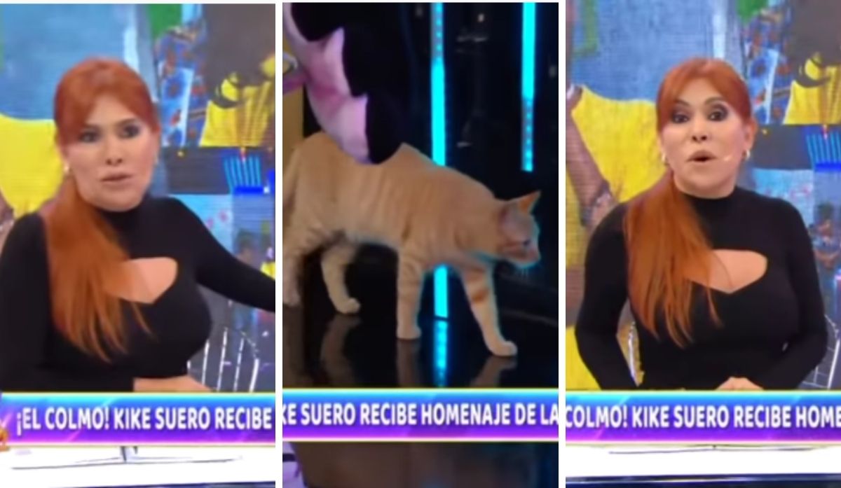 Magaly Medina recibe la visita de una gata en su set y la señala como su “ahijada” | VIDEO