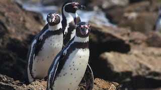 Parque de las Leyendas se prepara para celebrar el Día Mundial del Pingüino
