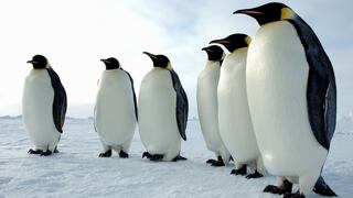 Día Mundial del Pingüino: 17 datos sobre estas aves [Fotos]
