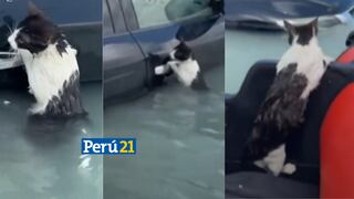 Lo tienes que ver: Gatito se aferra a puerta de auto para sobrevivir a inundaciones (VIDEO)