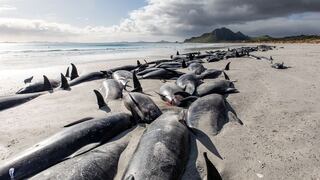Argentina: la marea roja es la principal sospechosa por las 30 ballenas muertas 