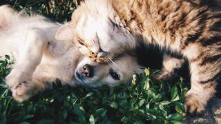 Lo que debes saber sobre la ley ‘Cuatro patas’, que promueve las esterilizaciones de perros y gatos