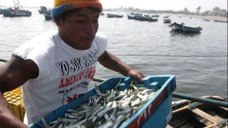 Produce autoriza medición de biomasa de anchoveta para determinar si habrá segunda temporada de pesca