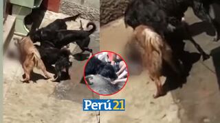 Denuncian que mujer “rescata” animales callejeros para dárselos de comer a sus perros 