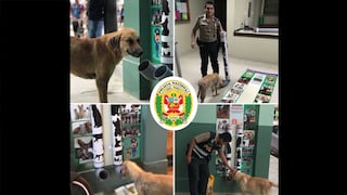 Policías instalan dispensador de comida para perros callejeros en comisaría de Monsefú