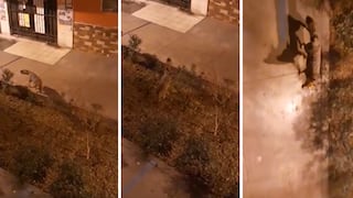 Coronavirus en Perú: Zorro campestre es visto en La Molina deambulando por sus calles [VIDEO]