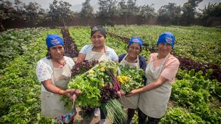 Las madres agricultoras de Carapongo lideran empresas familiares de cultivo orgánico
