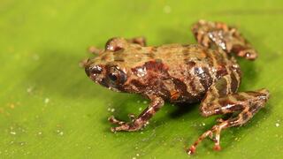 Sernanp: Una nueva especie de rana fue descubierta en la Reserva Comunal El Sira