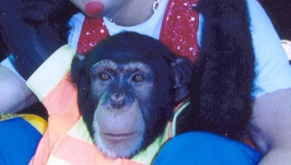 Pancho el chimpancé que fue abatido en Pereira. Foto: Instagram