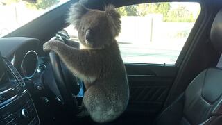 Australia: koala causa accidente de tránsito y luego posa al volante de un auto
