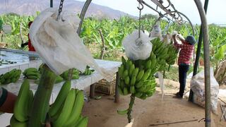 Disponen medidas fitosanitarias para controlar plaga que afecta cultivos de plátanos y bananos
