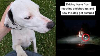 Adoptó a una perrita tras ver cómo era abandonada en la carretera