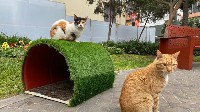Conoce las casitas para el invierno que protegerán a los gatitos del parque Kennedy (FOTOS Y VIDEO)