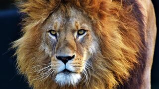 León causa risas en usuarios al despertar a leona de su profundo sueño