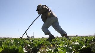 Guatemala se queja contra Perú ante OMC por aranceles agrícolas
