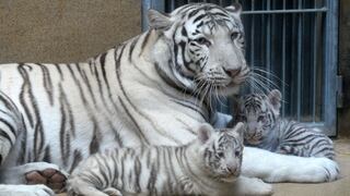 Mira los tiernos cachorros de tigre blanco que nacieron en un zoológico de República Checa [Fotos]