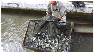 Acuicultura y pesca reciben impulso con normativa que simplifica procesos administrativos 