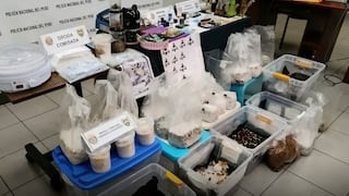Desarticulan banda criminal ‘Los Pitufos del Callao’ dedicada a la venta de hongo alucinógenos y droga 