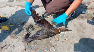 Derrame de petróleo: el desastre ecológico que acabó con la fauna marina  [FOTOS]