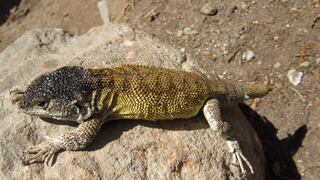 Descubren nueva especie de lagartija en la Reserva Paijsaística Subcuenca del Cotahuasi