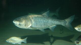 Investigadores demuestran que los peces pueden "oler" virus para evitar infecciones