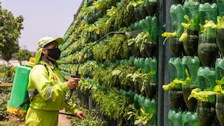 Municipalidad de Surco crea biohuerto vertical con más de 3 mil macetas hechas con botellas de plástico