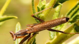 Los insectos están desapareciendo de la Tierra a una velocidad de vértigo