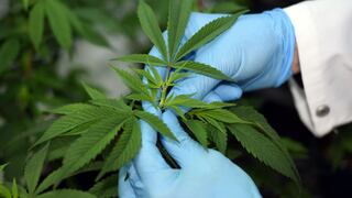 Colombia exportará cannabis: Iván Duque firma decreto y será para uso medicinal