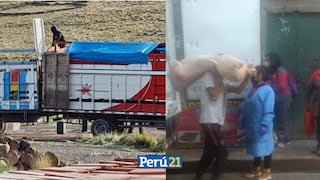 Atención: Se reporta riesgo sanitario por ingreso de contrabando de cerdos contaminados provenientes de Bolivia