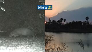 Texas: Imágenes de un animal misterioso en parque estatal deja espantados a los ciudadanos [VIDEO] 