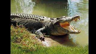 Encuentran cadáver intacto de joven hispana en un estanque repleto de caimanes en Florida [FOTOS]