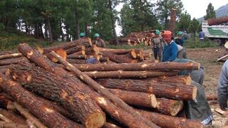 El desarrollo del sector forestal podrá incrementar entre 1% y 1,5% el PBI nacional
