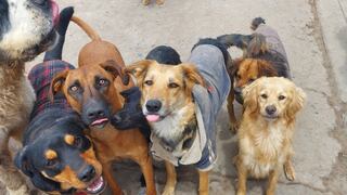Tottus y ALVA se unen en campaña por la alimentación de perros sin hogar