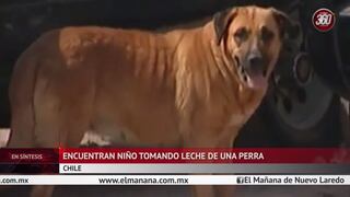 Chile: Niño abandonado por peruana sobrevivió al ser amamantado por una perra