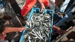 Envíos de pesca caen 38% entre enero y agosto