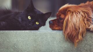 COVID-19: ¿Las mascotas pueden contagiarse o transmitir el virus?