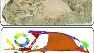 Fósil revela un ‘tucán de dientes grandes’ que vivió con los dinosaurios
