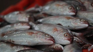 CCL: Exportaciones de pesca no tradicionales alcanzarían niveles prepandemia en el 2022