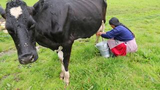 Ganaderos que trabajan con industria lechera son afectados por actos violentos en Perú