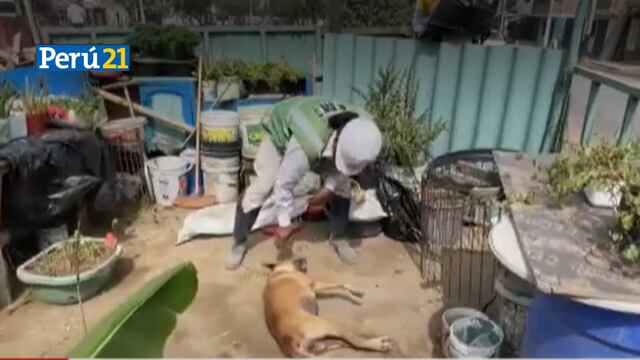 Vecinos de Chaclacayo acusan a delincuentes de envenenar a perros de la zona para cometer delitos